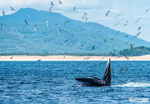 Ấn tượng những khoảnh khắc cá voi xuất hiện tại biển Đề Gi, Bình Định