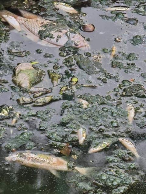 Cá chết hàng loạt tại hồ Công viên trung tâm thành phố Vinh