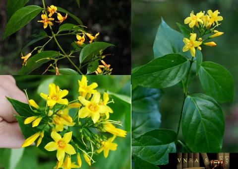 Tử vong do ngộ độc thuốc nam, một người bị khởi tố