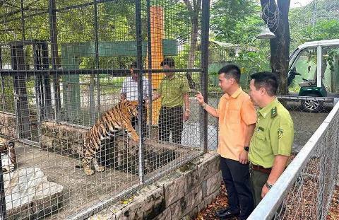 Làm rõ nguyên nhân 20 cá thể hổ Bengal và 1 cá thể báo đen chết trong Khu du lịch Vườn Xoài