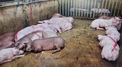 Triệt phá đường dây giết mổ, tiêu thụ thịt lợn nhiễm bệnh quy mô 
