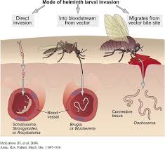 Quy trình tác nhân gây hại của sốt rét truyền nhiễm bệnh.