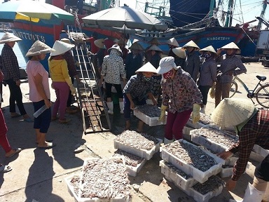 Ngư dân vùng biển Diễn Châu, Quỳnh Lưu, Hoàng Mai trúng đậm cá Cơm đầu năm.