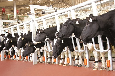 Đàn bò của TH True MILK được gắn chip theo dõi sức khỏe, kiểm soát chất lượng sữa.