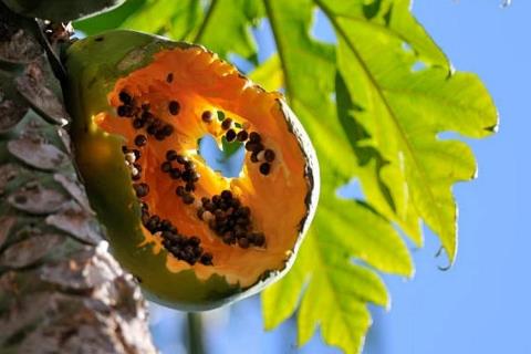 Tuyệt đối không ăn trái cây có vết động vật cắn để phòng nhiễm virus Nipah